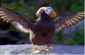 Flights of Fancy: Seabirds of the Oregon Coast